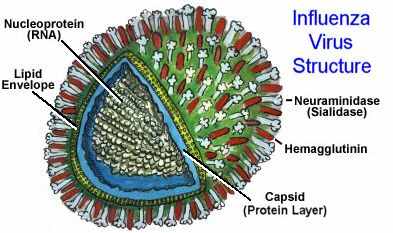 Avian Influenza A(H7N9)